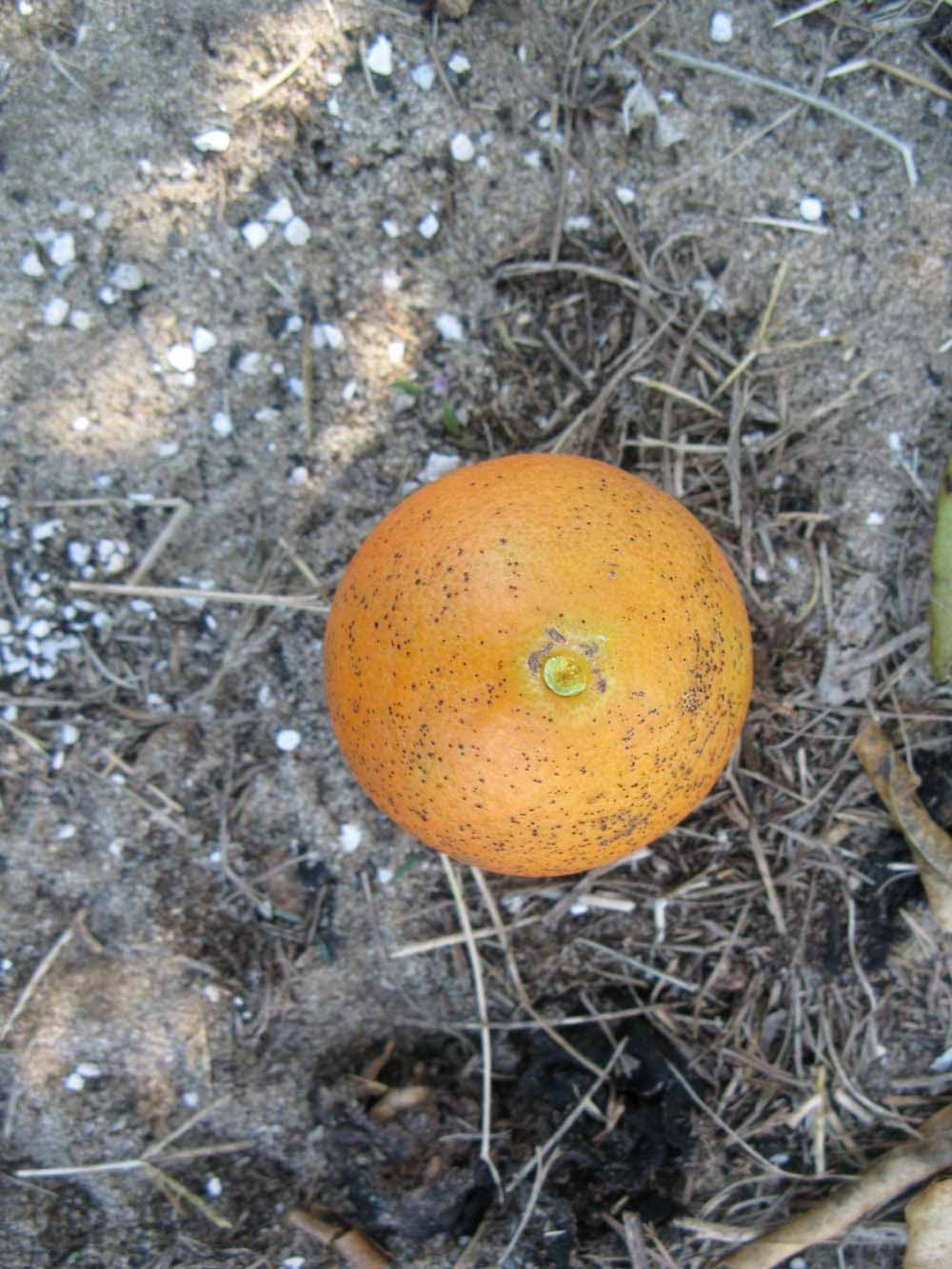              Fruit (Winter Haven, FL)       